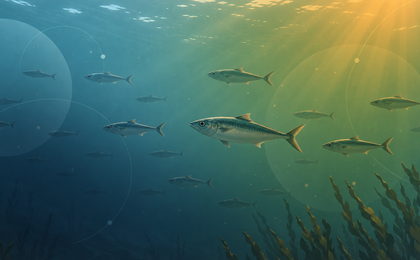 Calentamiento del océano y su impacto en el Omega-3 del pescado